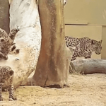 Leopard cub Sultan