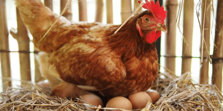 Chicken or Egg - Which Came First