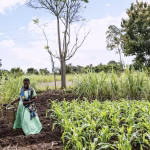 AI weather forecasting