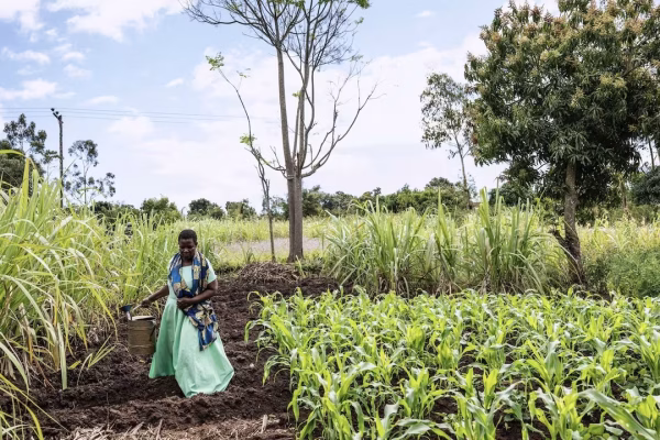 AI weather forecasting